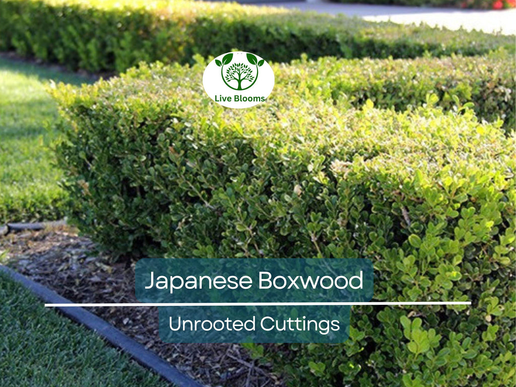 12 Japanese Boxwood Unrooted Cuttings | Buxus microphylla, Bush Hedge Plant, Evergreen Shrub for Garden