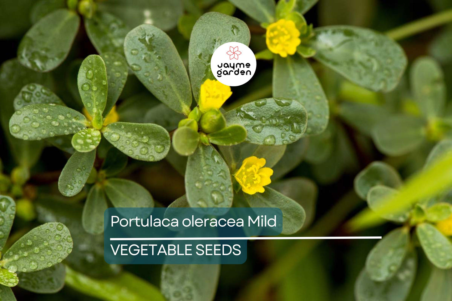 2000 Red Purslane Seeds - Edible Succulent - Portulaca oleracea - Verdolaga - Mild Spinach Flavor - Nutritious Herb - Free Shipping