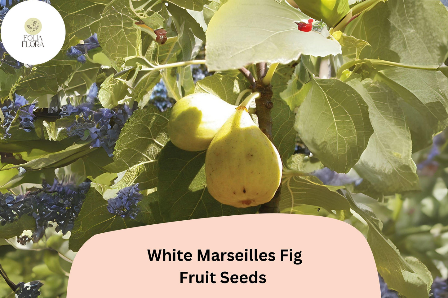 100+ White Marseilles Fig Seeds – Grow Ficus carica Sweet Heirloom Figs for Garden & Home