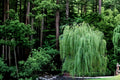 Weeping Willow 1 Live Plant 2-3 ft Tall Bare Root (Salix babylonica) Willow Tree