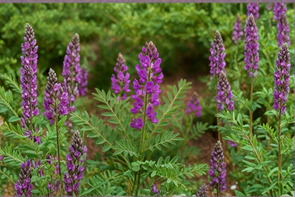 Hedysarum boreale/Utah Sweetvetch – 25 Seeds | Native Western Perennial | Nitrogen-Fixing Legume | Pollinator & Wildlife Plant