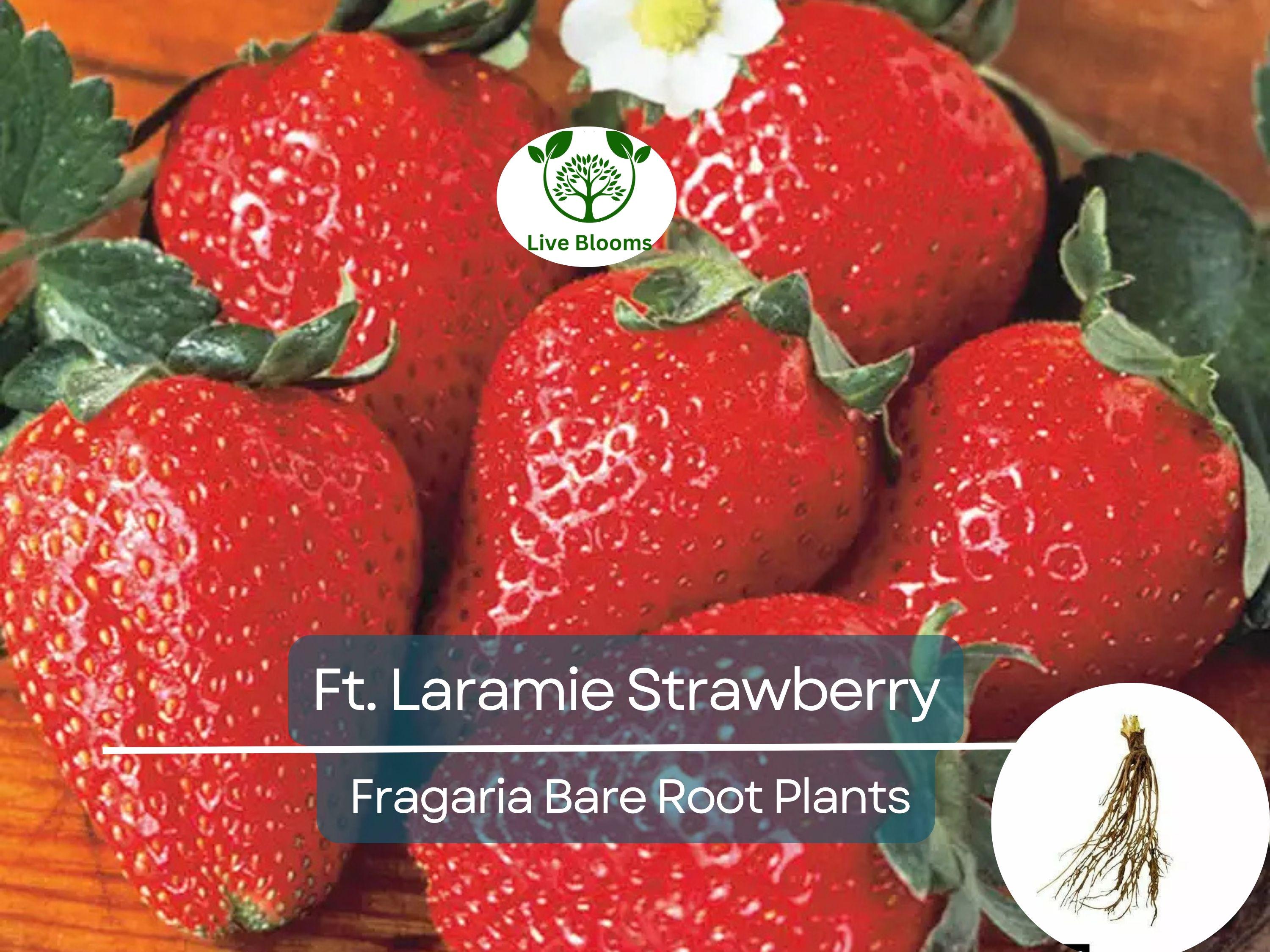 10 Ft. Laramie Strawberry Bare Root Plants - Everbearing, Sweet Heirloom, Fragaria × ananassa, Cold Hardy, Non-GMO Garden Fruit