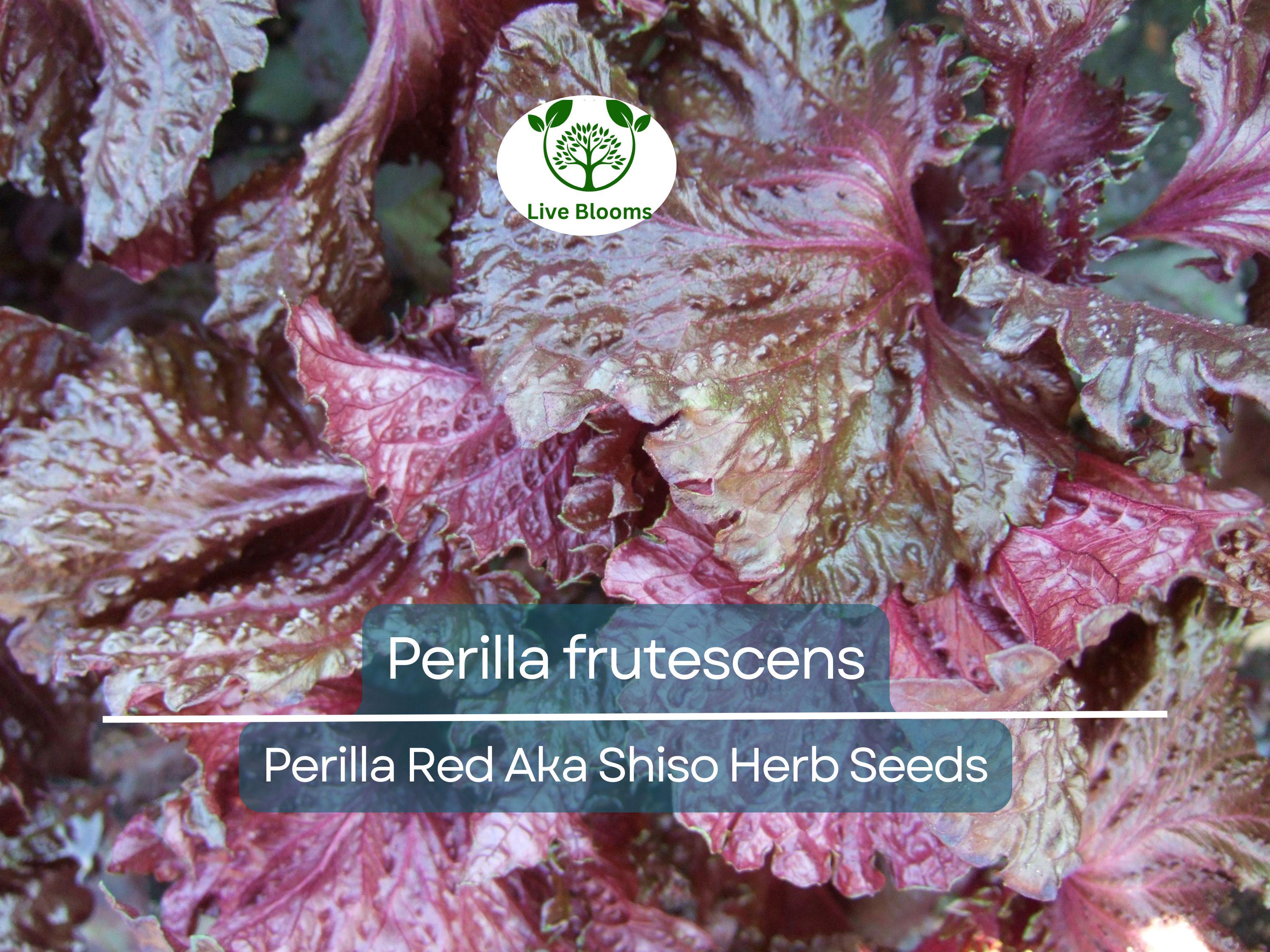 100 Seeds Perilla (Shiso) Red Aka Shiso Herb – Perilla frutescens | Heirloom Herb for Planting, Asian Cuisine
