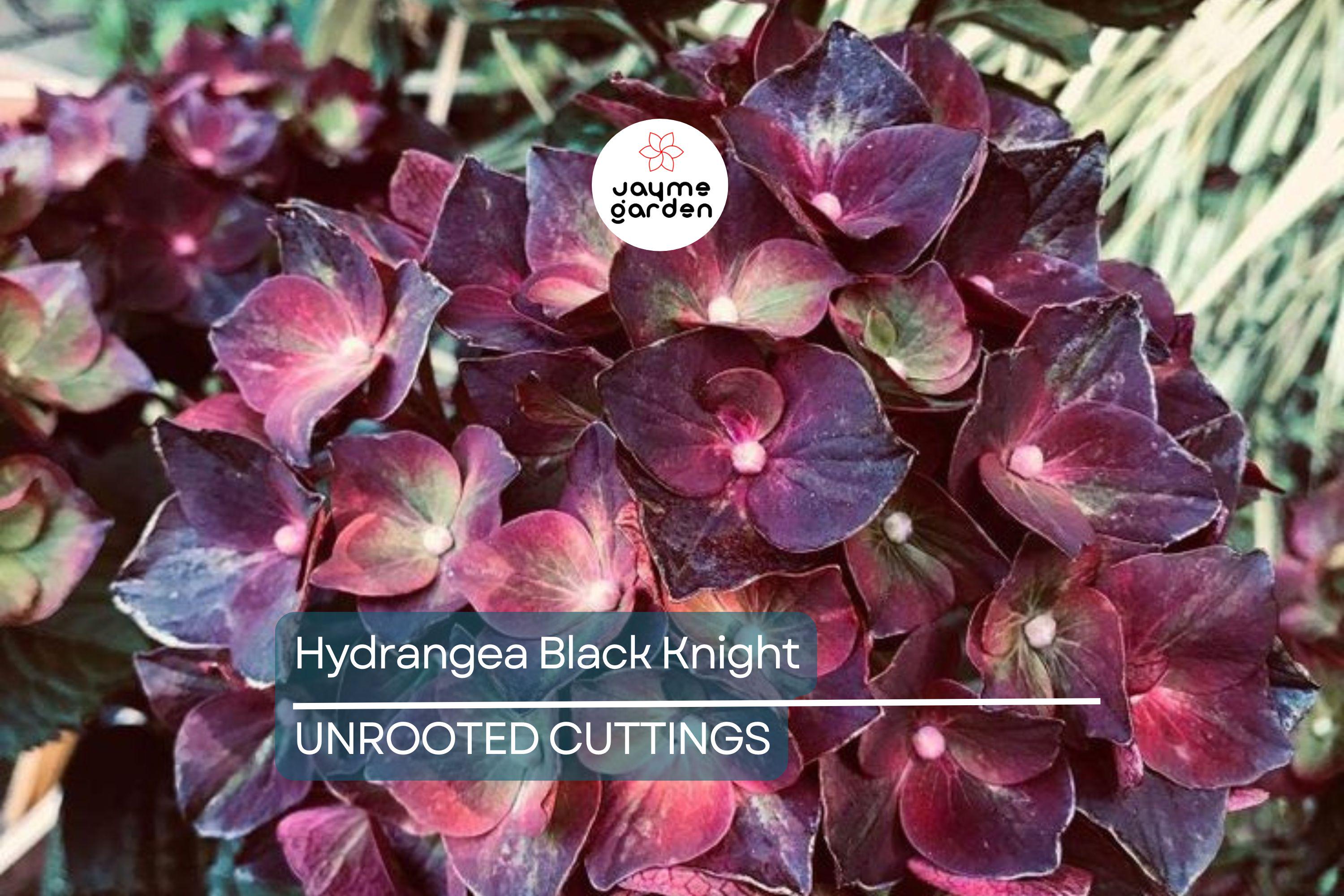 SUPER RARE Hydrangea Black Knight - 3 Fresh Cuttings for Rooting or Grafting, Unique Dark Blooms
