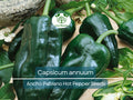 250 mg Seeds Ancho Poblano Hot Pepper – Capsicum annuum | Heirloom Pepper Seeds for Planting, Gardening & Rich Culinary Use