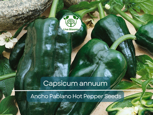 250 mg Seeds Ancho Poblano Hot Pepper – Capsicum annuum | Heirloom Pepper Seeds for Planting, Gardening & Rich Culinary Use
