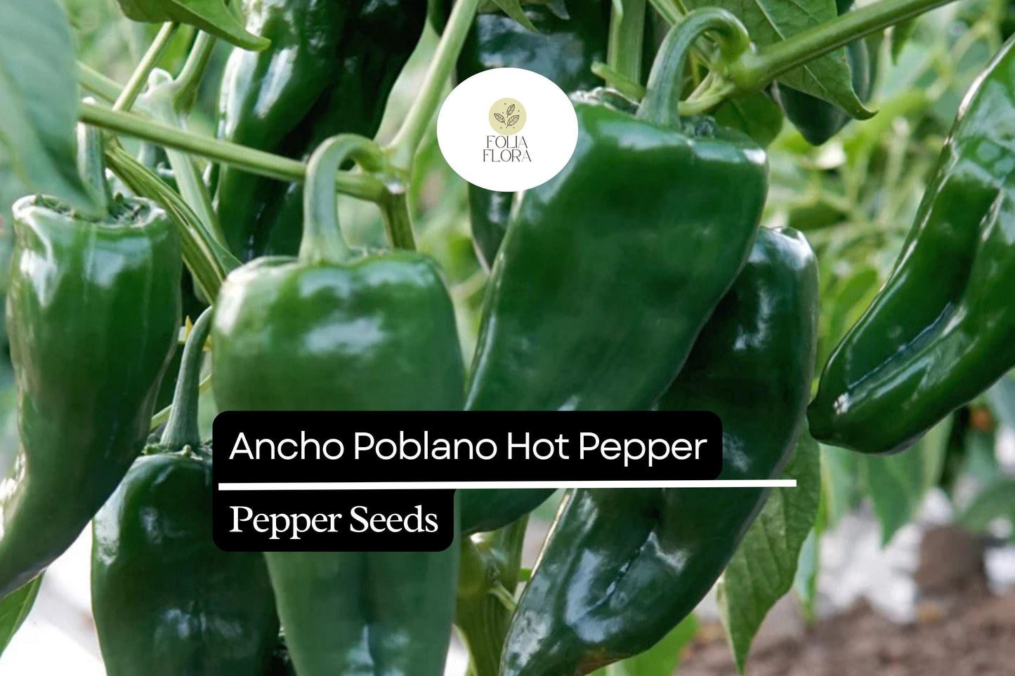 25 Ancho Poblano Pepper Seeds – Heirloom, Non-GMO, Mildly Spicy & Flavorful Peppers