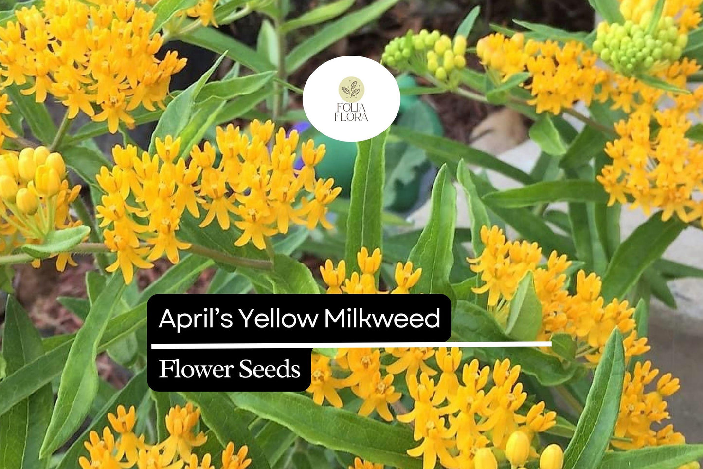 15 Seeds April's Yellow Milkweed (Asclepias spp.) | Bright Yellow Blooms | Monarch Host Plant | Pollinator-Friendly Wildflower