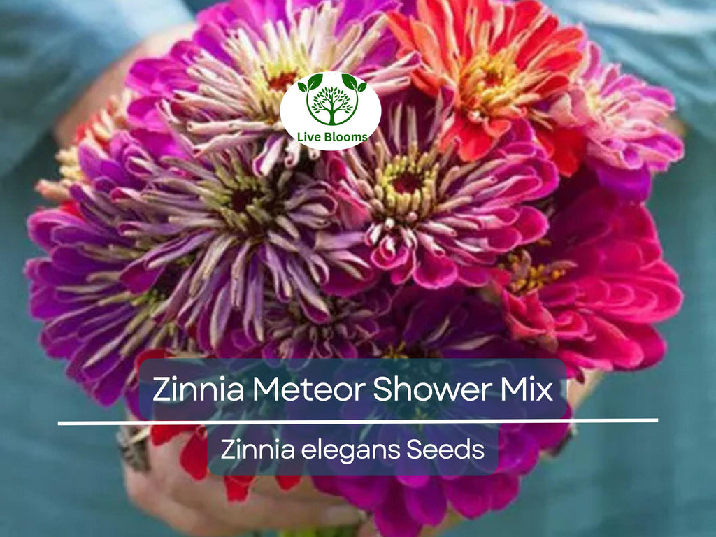 100 Seeds Zinnia Meteor Shower Mixed Colors 5" Flowers Non-GMO (Zinnia elegans)