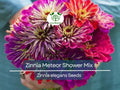100 Seeds Zinnia Meteor Shower Mixed Colors 5" Flowers Non-GMO (Zinnia elegans)