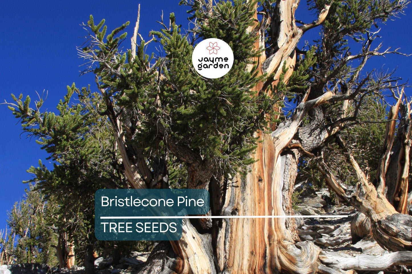 10 Bristlecone Pine Seeds (Pinus aristata) – Oldest Living Tree in the World, Rocky Mountain Native, Long-Lived, USDA Zones 4-7
