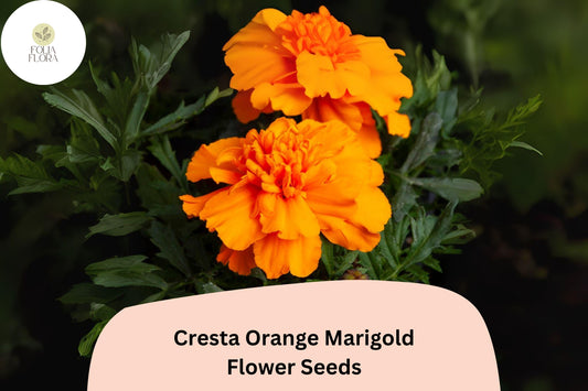 25+ Cresta Orange Marigold Seeds | Tagetes erecta | Bright Orange Blooms | Tall Annual for Beds, Borders & Cut Flowers