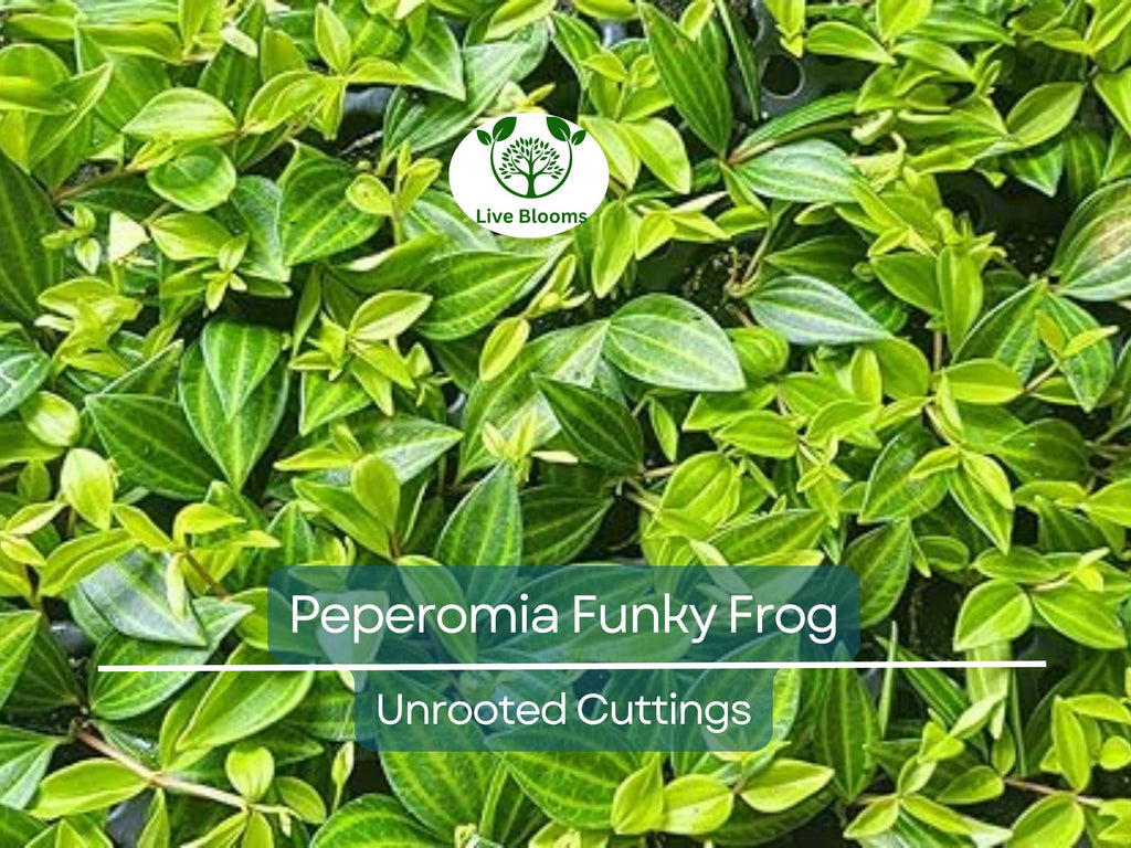 5 Peperomia Angulata Variegated Funky Frog 4" Unrooted Cuttings - Rare Peperomia Houseplant, Easy Care Succulent, Perfect for Propagation