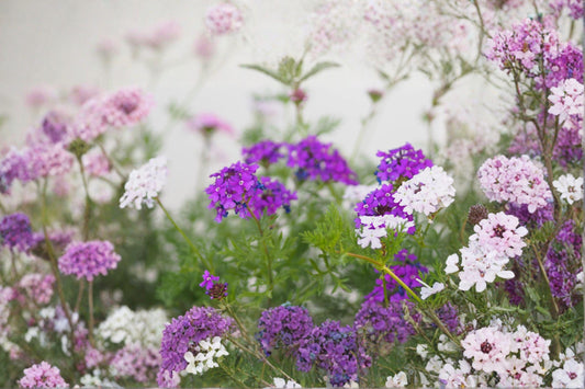 Moss Verbena – Verbena tenuisecta 100 Seeds | Spreading Annual | Purple Ground Cover | Heat Tolerant Blooms
