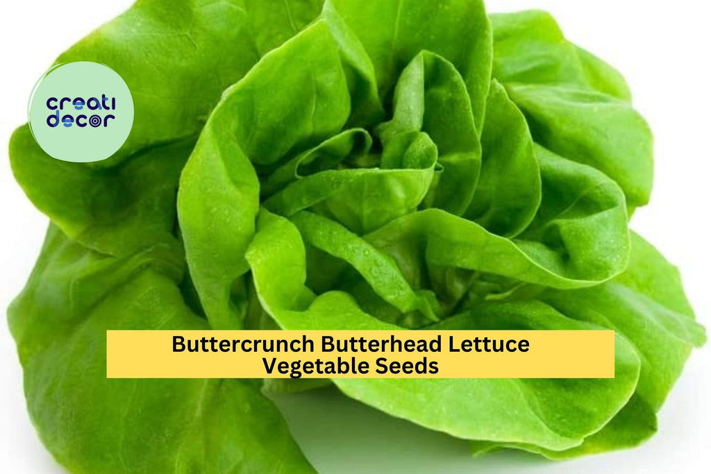 3pcs of 1g Buttercrunch Butterhead Lettuce Seeds – Tender Heirloom Lettuce for Planting in Gardens, Pots, or Raised Beds Seeds for Planting