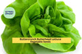 3pcs of 1g Buttercrunch Butterhead Lettuce Seeds – Tender Heirloom Lettuce for Planting in Gardens, Pots, or Raised Beds Seeds for Planting