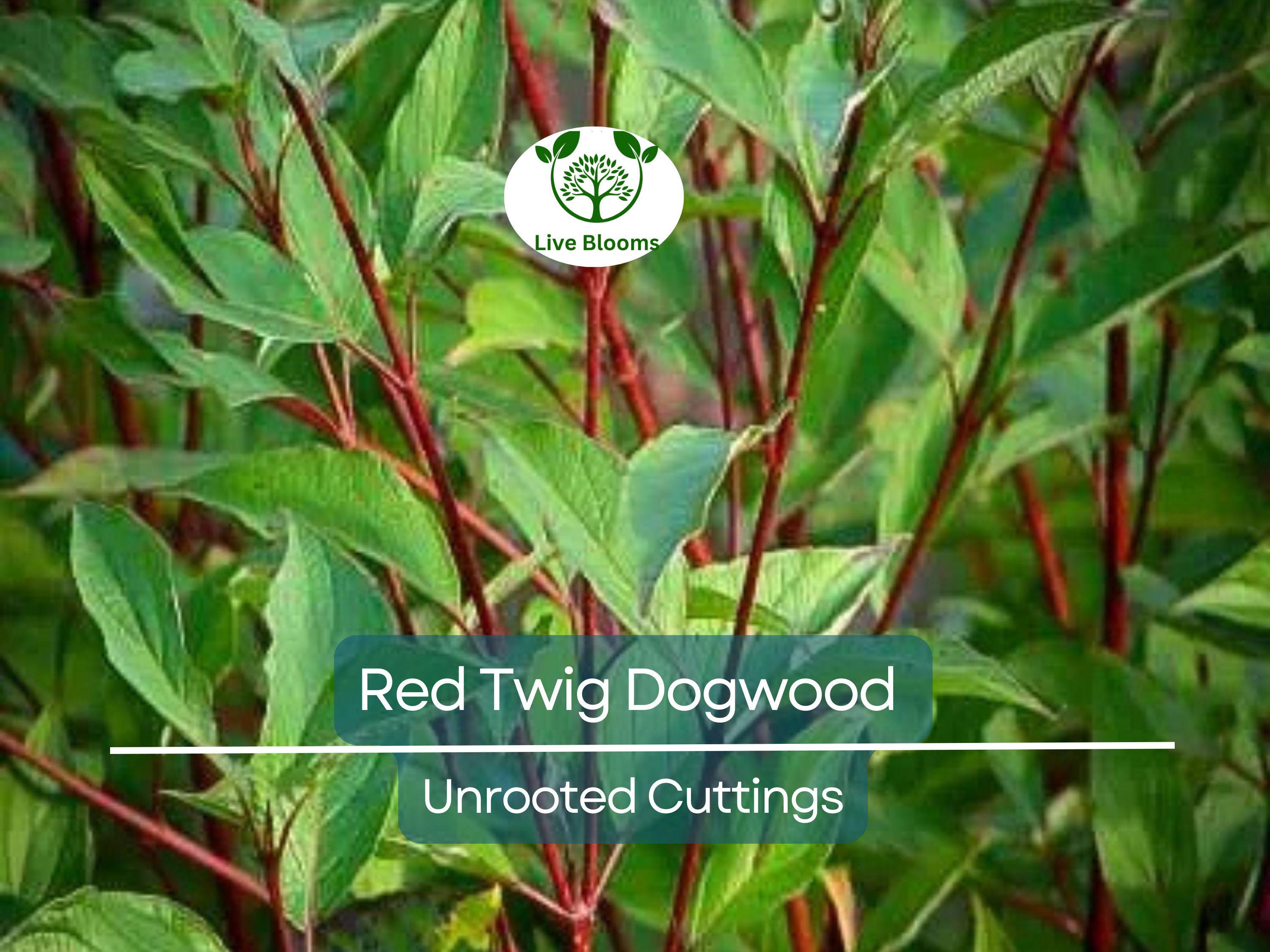 10 Red Twig Dogwood Unrooted Cuttings (Cornus sericea) - Fast Growing Native Shrub, Ideal for Landscaping & Erosion Control