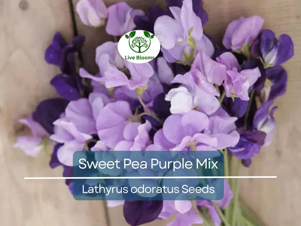 15 Sweet Pea Purple Mix Seeds | Fragrant Climbing Vine, Purple Flowers, Non-GMO, Easy to Grow for Garden Trellis & Arbors