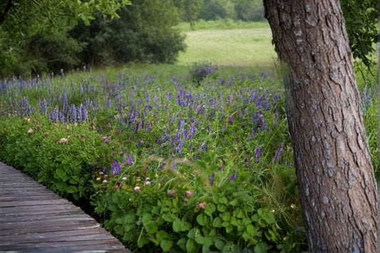 Hairy Vetch ‘Purple Bounty’ – Vicia villosa 100 Seeds | Nitrogen-Fixing Cover Crop | Open-Pollinated