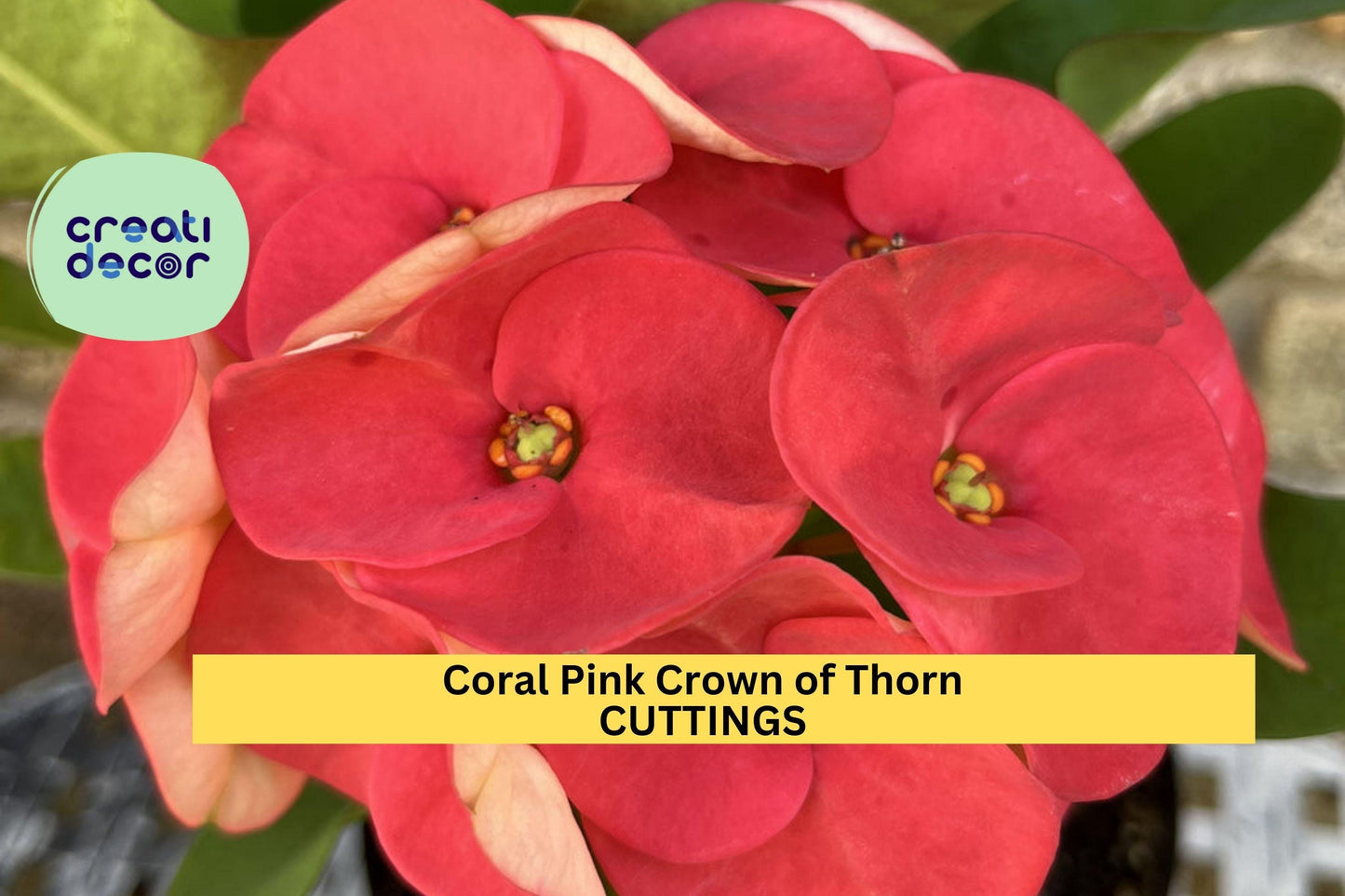 Coral Pink Crown of Thorns Cutting | 1 Unrooted Euphorbia milii Stem | Large Bloom Variety | Succulent Flowering Shrub Starter