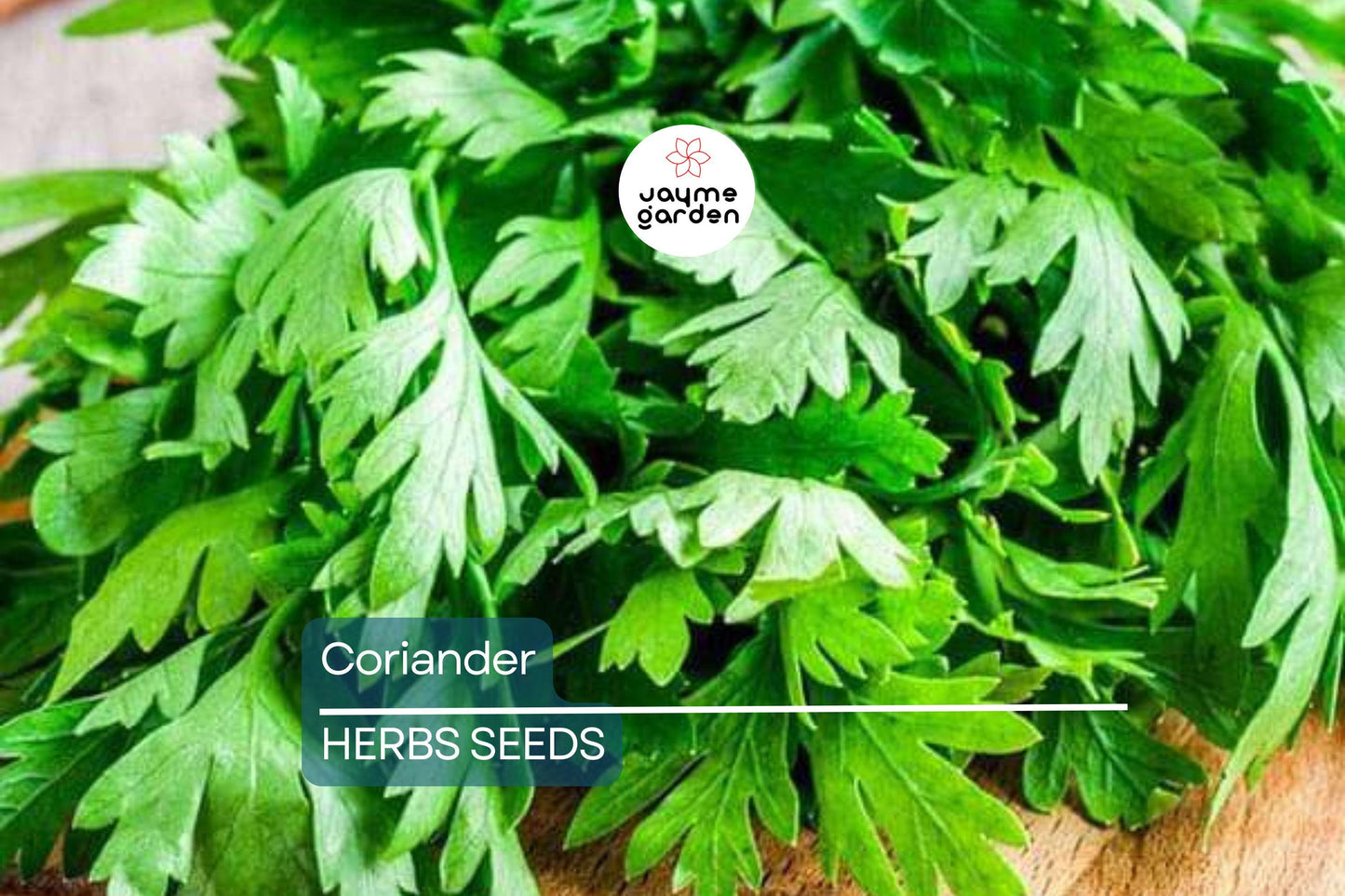 500 Fresh Cilantro Coriander Seeds NON-GMO | Heirloom Herb for Cooking | Easy to Grow | USA Seller