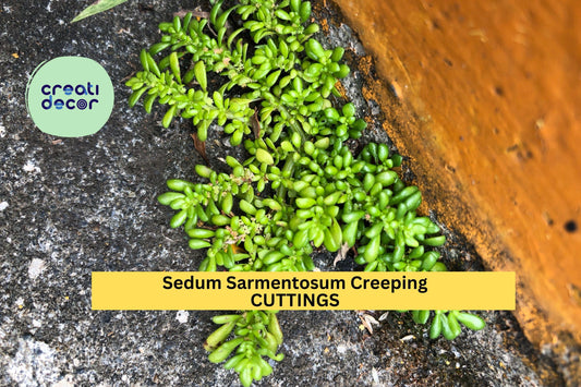 60 Sedum Sarmentosum Cuttings | Creeping Ground Cover Starter | Fast Growing Perennial Succulent | Live Fresh Cuttings