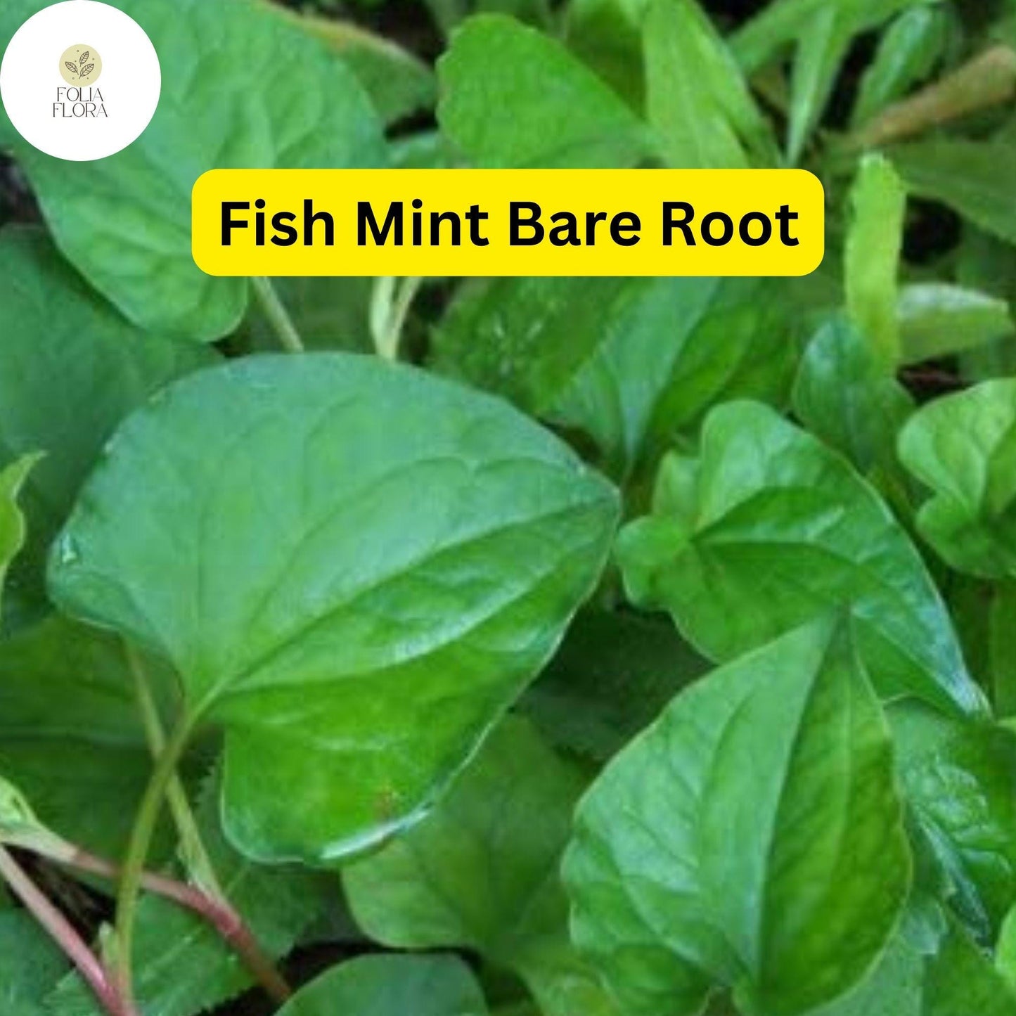 10 Live Fish Mint Plants, Houttuynia cordata, Bare Root Asian Herb, Perennial Ground Cover