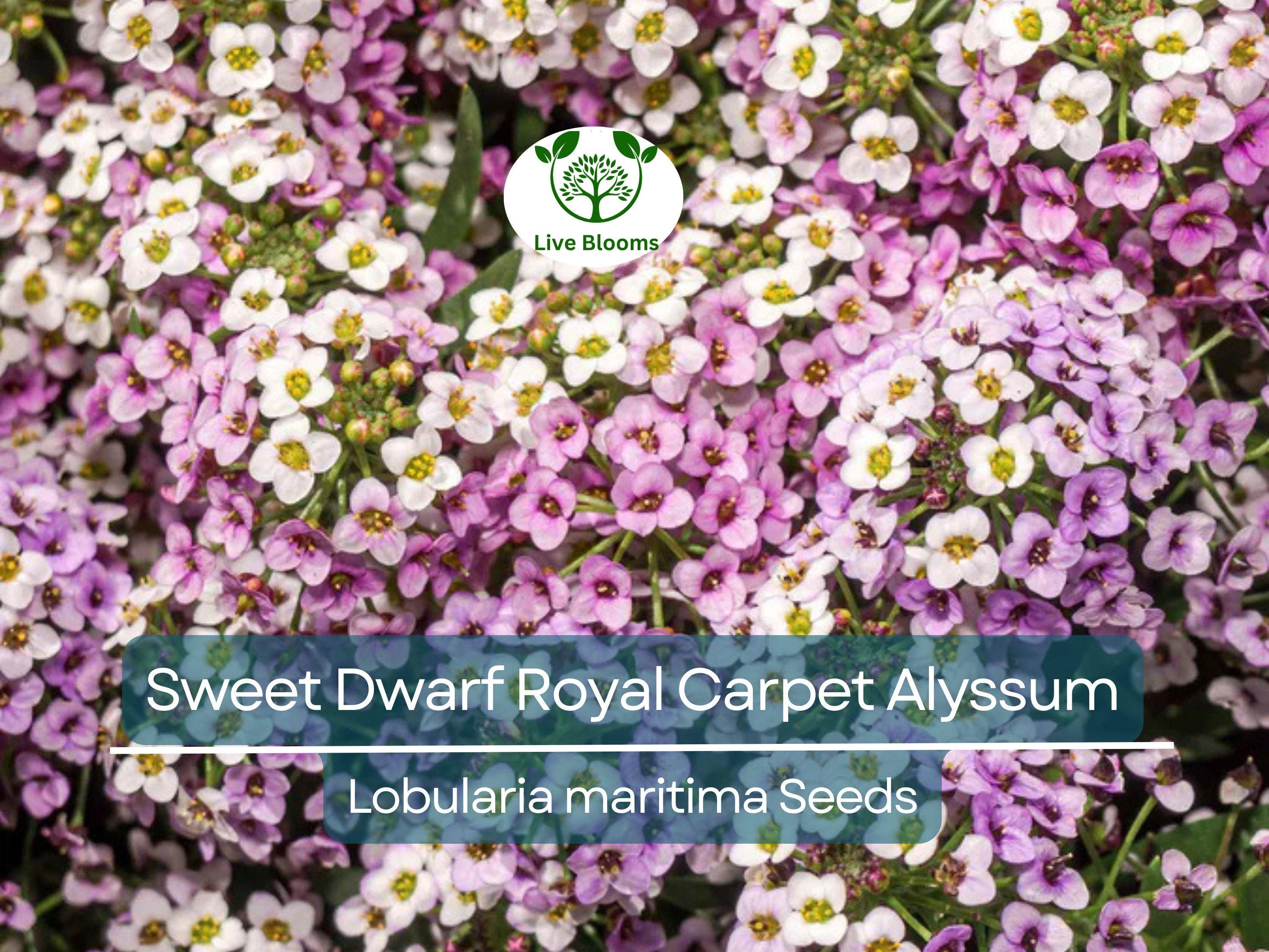 1000 Alyssum Seeds - Sweet Dwarf Royal Carpet | Lobularia maritima | Ground Cover, Non-GMO, Fragrant, Perennial, Purple Blooms
