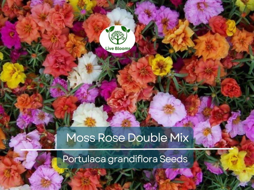 500 Seeds Moss Rose Double Mix, Portulaca Low-Growing Peony Blooms, Vibrant Colors, Pollinator-Friendly, Non-GMO, Easy to Grow Flowers