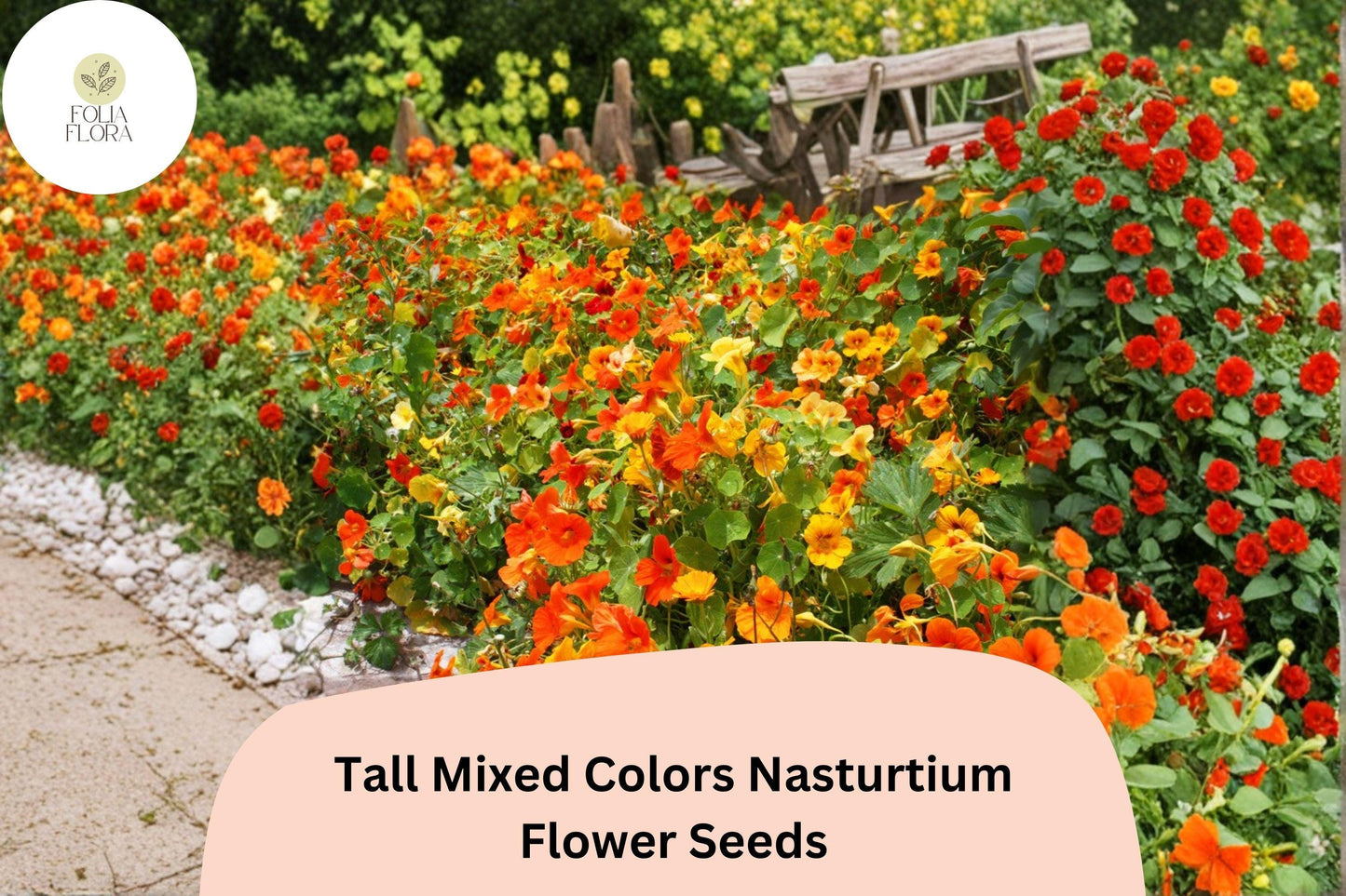 50+ Tall Mixed Colors Nasturtium Seeds | Tropaeolum majus | Vibrant Tall Blooms