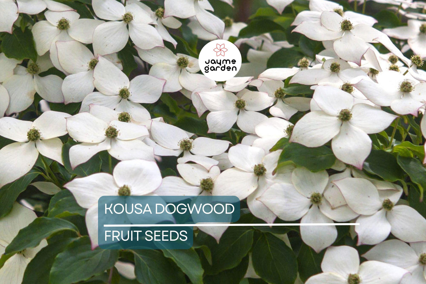 5 Kousa Dogwood Tree Seeds (Cornus kousa) – Milky Way, White Flowers, Red Fruit, Hardy 15-30ft