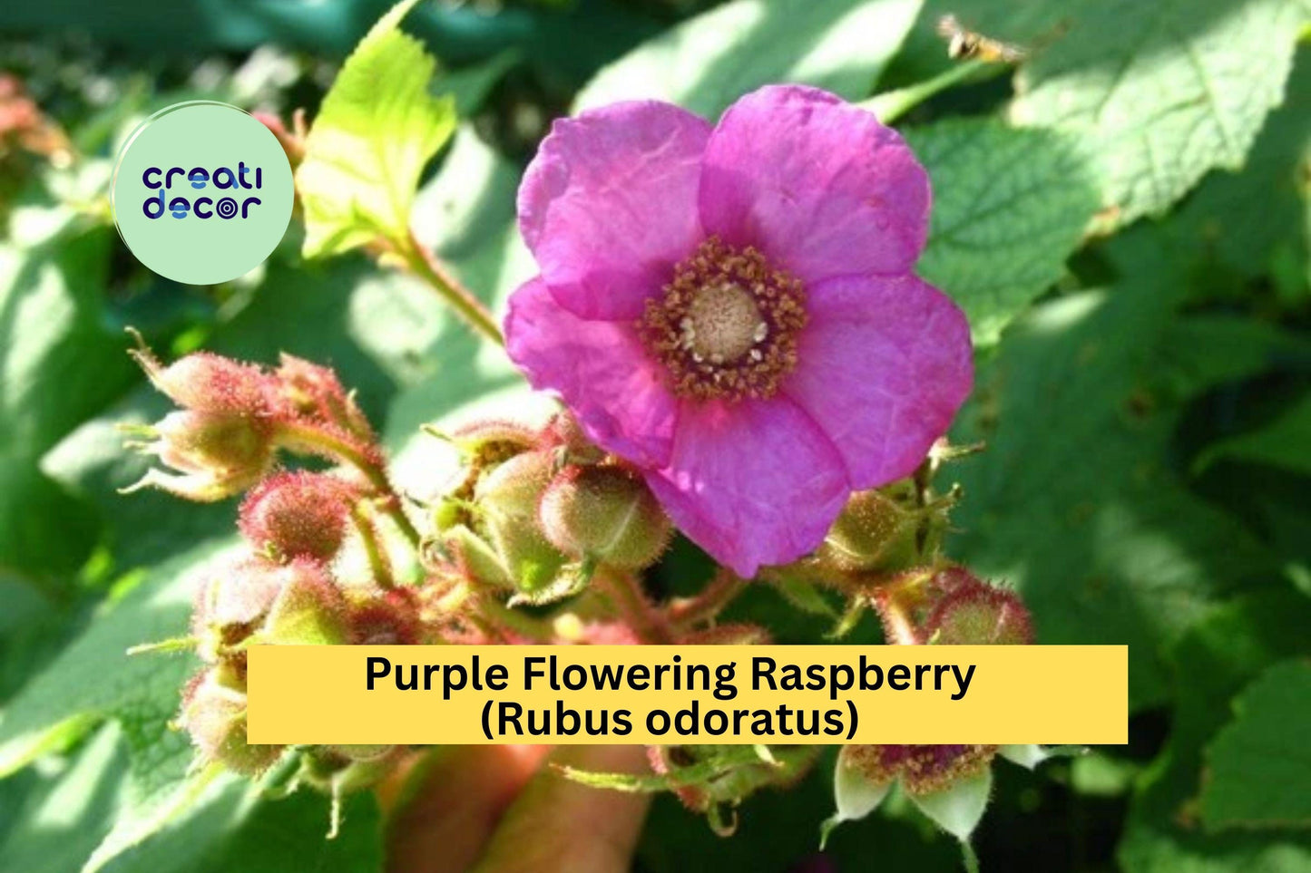 Purple Flowering Raspberry – Rubus odoratus Live Thornless Starter Plant, Ornamental Shrub with Large Purple Blooms, Self-Pollinating