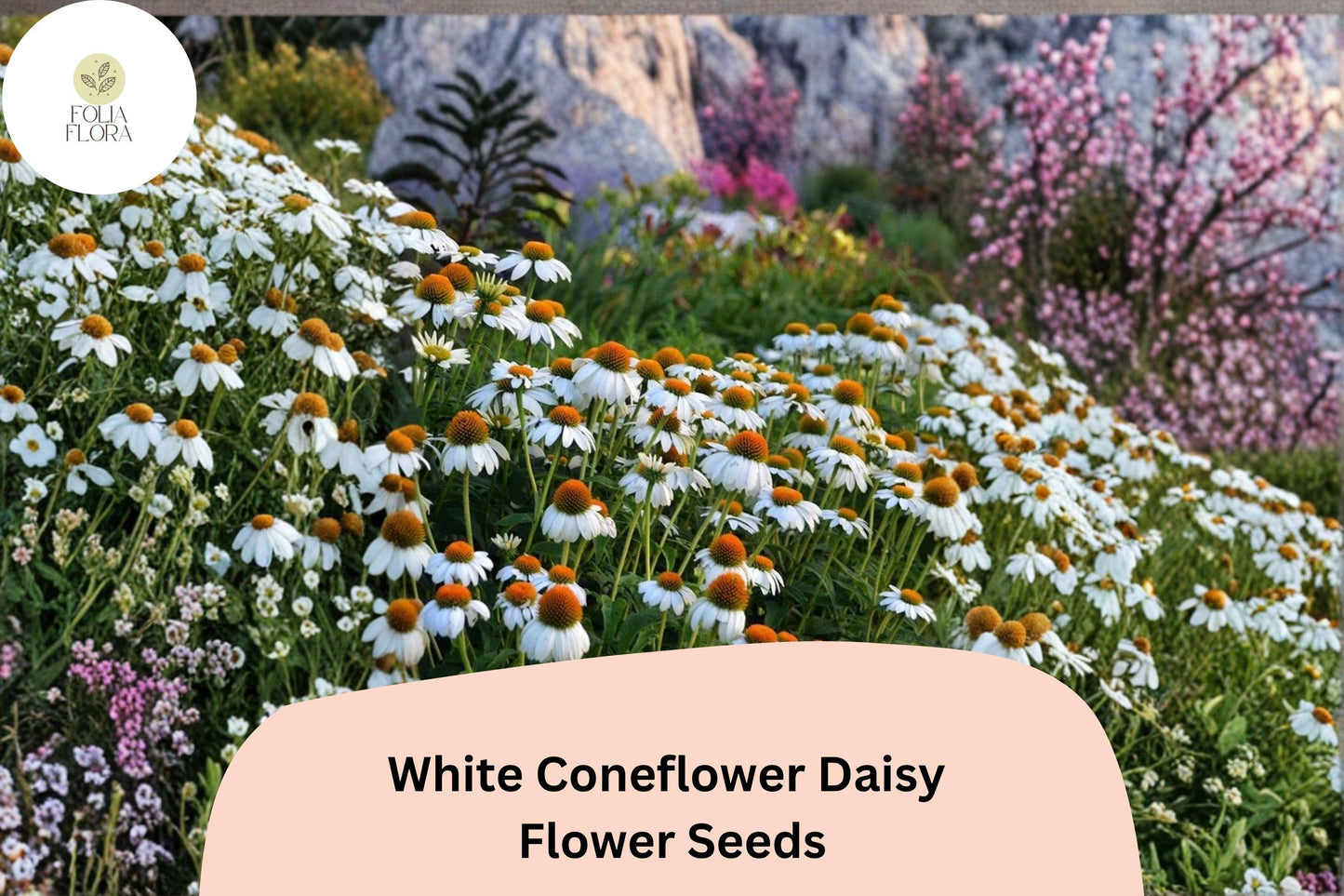 200+ White Coneflower Daisy Seeds | Echinacea purpurea ‘White Swan’ | Hardy Perennial | Pollinator-Friendly Blooms