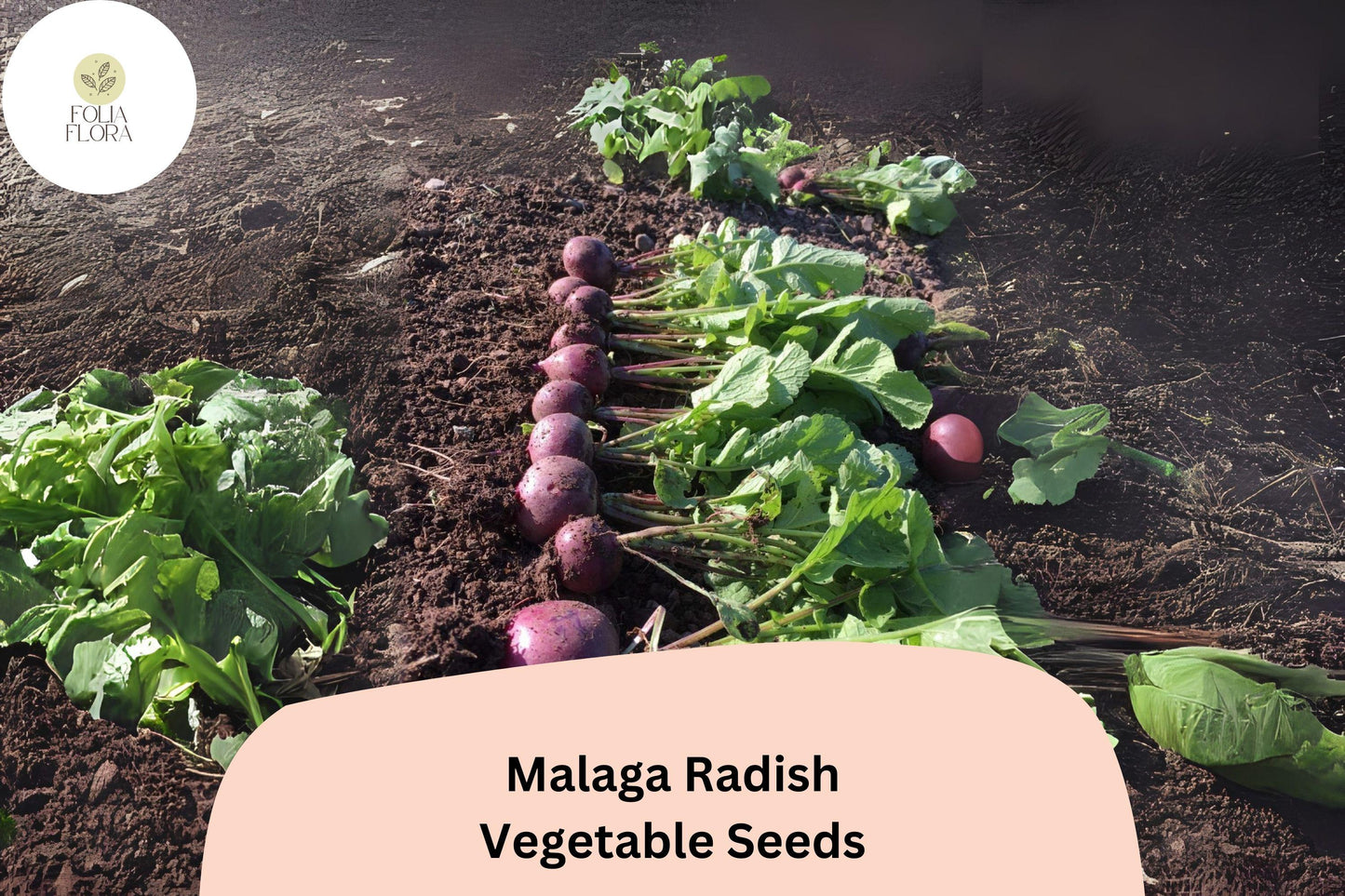 500+ Malaga Radish Seeds – Heirloom Long Red Radish Seeds for Garden Planting