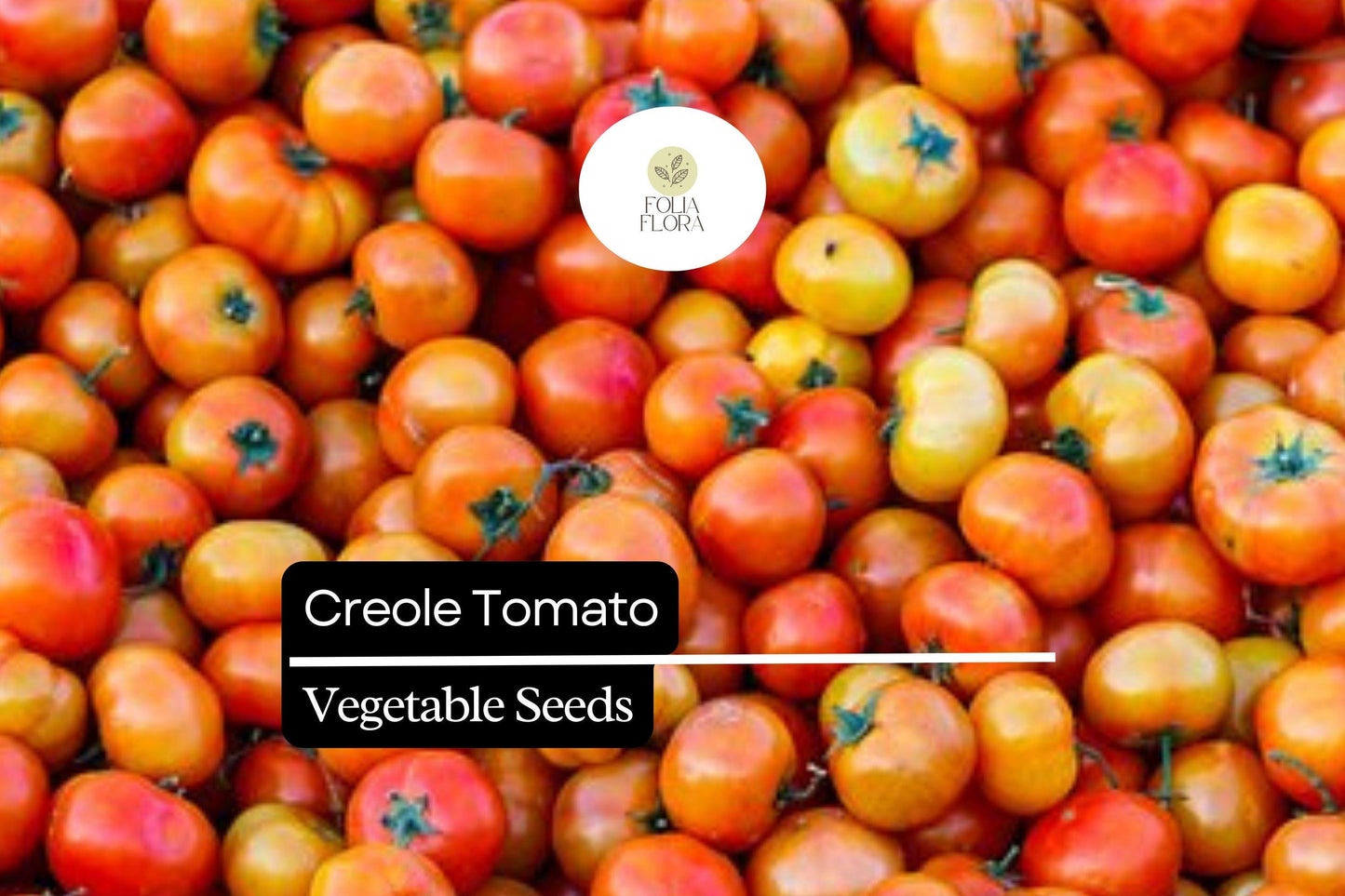 15 Seeds Creole Tomato (Solanum lycopersicum) – Sweet, Juicy, Flavorful Heirloom Variety