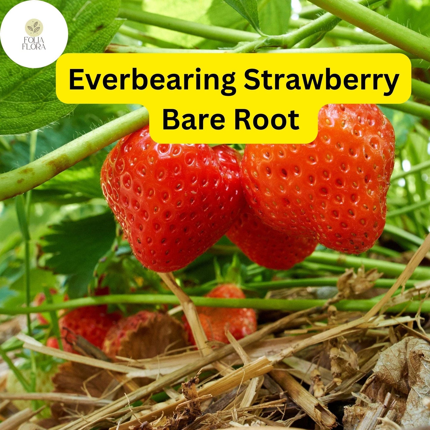 Everbearing Albion Strawberry Plants | 10 Bare Root Pack | Zones 4-9