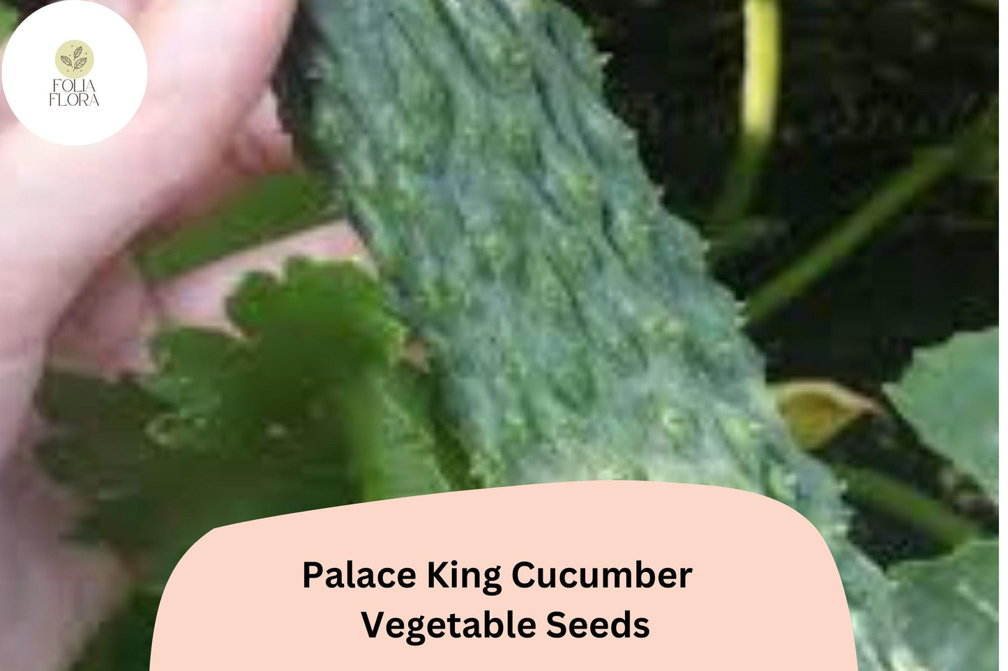 25 Palace King Cucumber Seeds | Easy Grow Hybrid | Home Garden Favorite | High Yield and Fast Growing