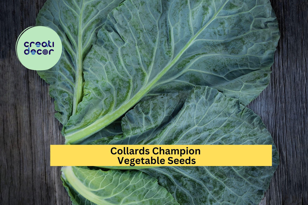 3pcs x 1g Collards Champion Seeds – Heirloom Green Leaves for Garden Beds, Raised Rows, or Container Growing Seeds for Planting