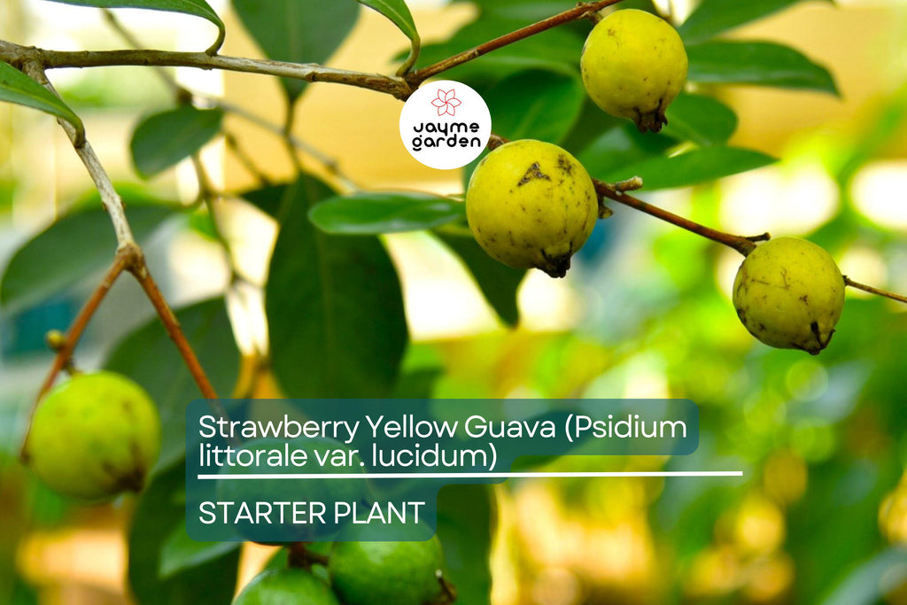 Strawberry Yellow Guava (Psidium littorale var. lucidum) 1’-2’ Live Tropical Tree | Sweet & Aromatic Fruit for Gardens