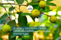 Strawberry Yellow Guava (Psidium littorale var. lucidum) 1’-2’ Live Tropical Tree | Sweet & Aromatic Fruit for Gardens