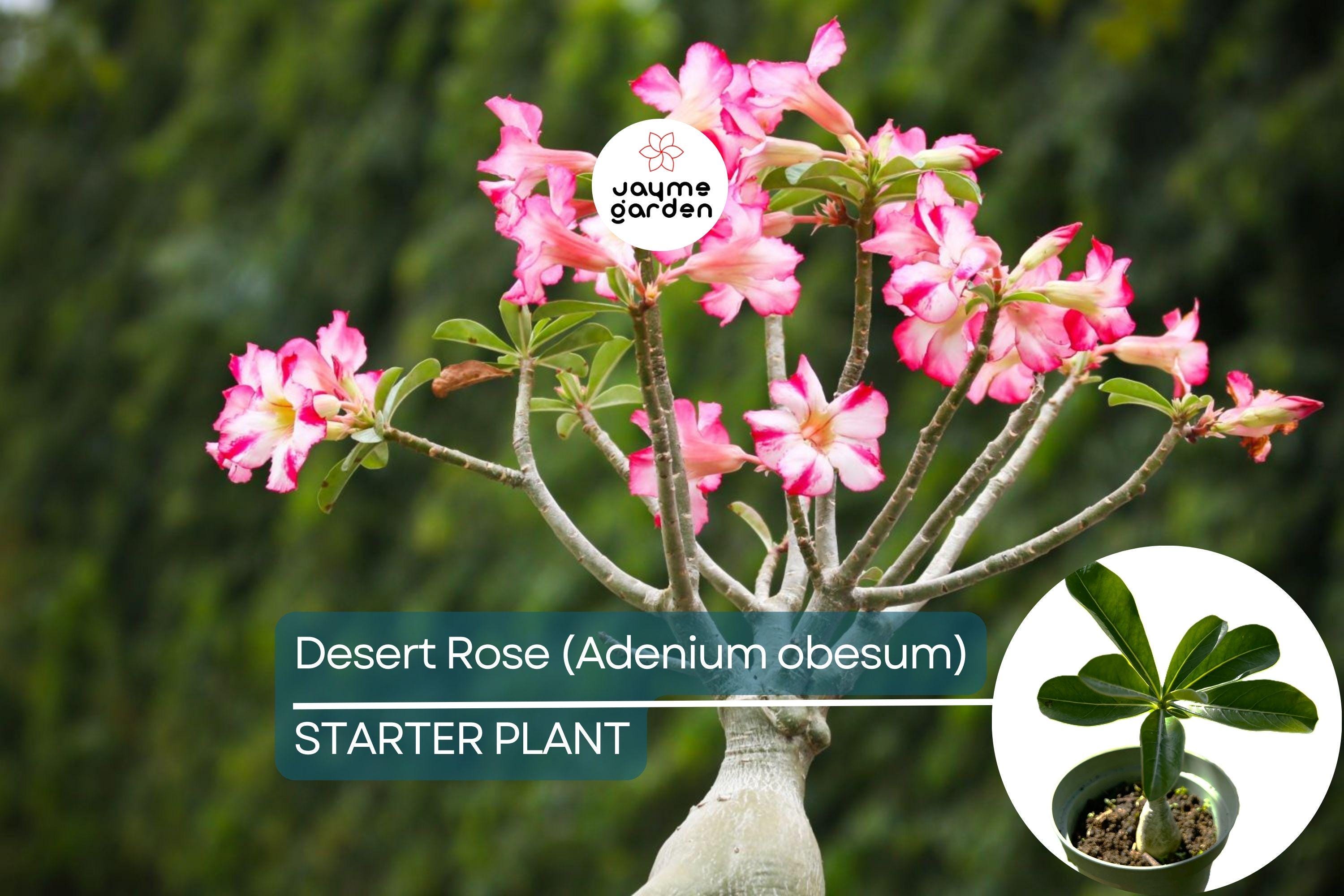 Desert Rose (Adenium obesum) Starter Plant | Unique Bonsai-Like Shape | Beautiful Flowering Indoor/Outdoor Plant