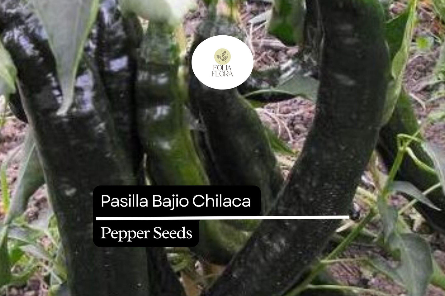 25 Seeds Pasilla Bajio Chilaca Pepper – Capsicum annuum, Mild & Smoky Mexican Chile