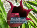 1 Black Bell Stapelia – Live Bare Root Succulent – Huernia leendertziae Rare Orbea-Like Plant – Dark Star-Shaped Bloom