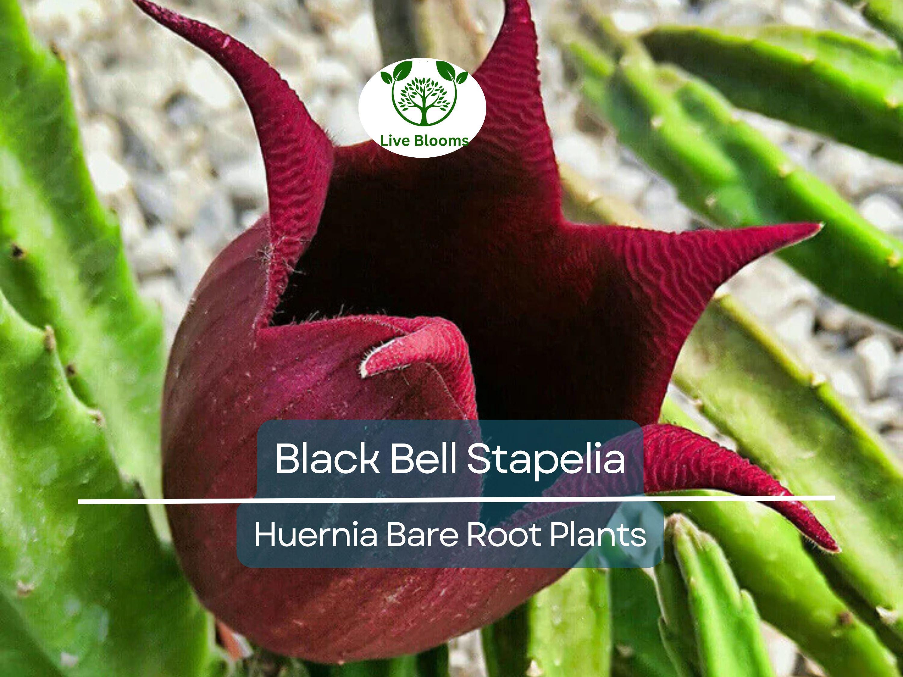 1 Black Bell Stapelia – Live Bare Root Succulent – Huernia leendertziae Rare Orbea-Like Plant – Dark Star-Shaped Bloom