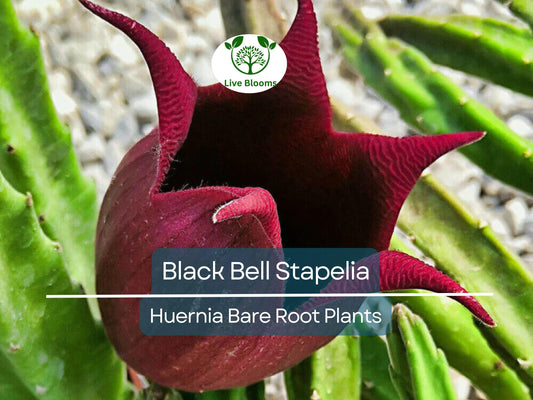 1 Black Bell Stapelia – Live Bare Root Succulent – Huernia leendertziae Rare Orbea-Like Plant – Dark Star-Shaped Bloom