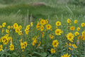 Maximilian Sunflower Seeds – Helianthus maximiliani, Native Perennial, Late Season Blooms (50 Seeds)