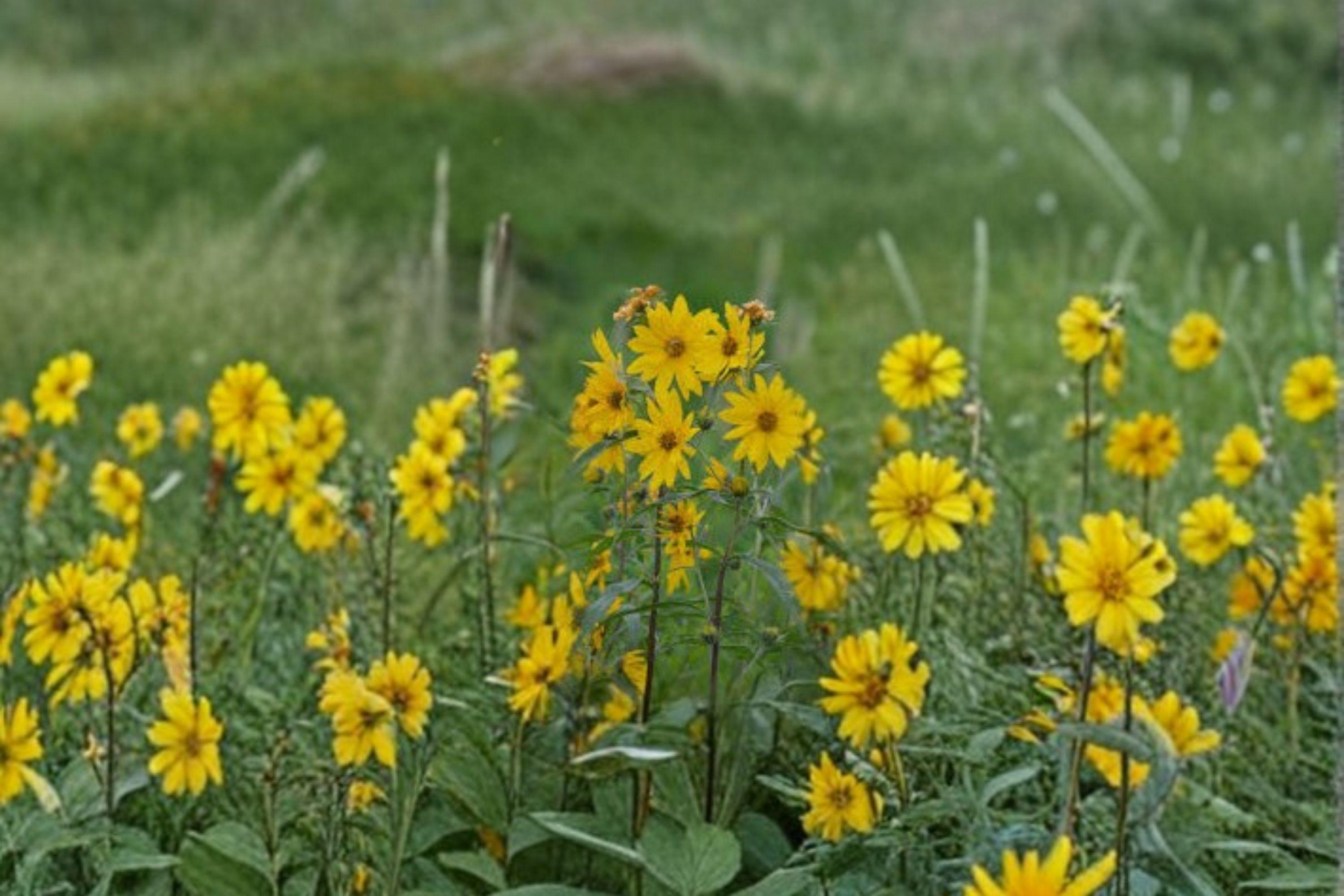 Maximilian Sunflower Seeds – Helianthus maximiliani, Native Perennial, Late Season Blooms (50 Seeds)