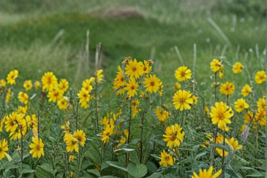 Maximilian Sunflower Seeds – Helianthus maximiliani, Native Perennial, Late Season Blooms (50 Seeds)
