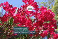 Oleander Red Live Cuttings, 7 Unrooted 6” Plants, Fast-Growing Evergreen Shrub, Vibrant Red Flowers, USDA Zones 8-10