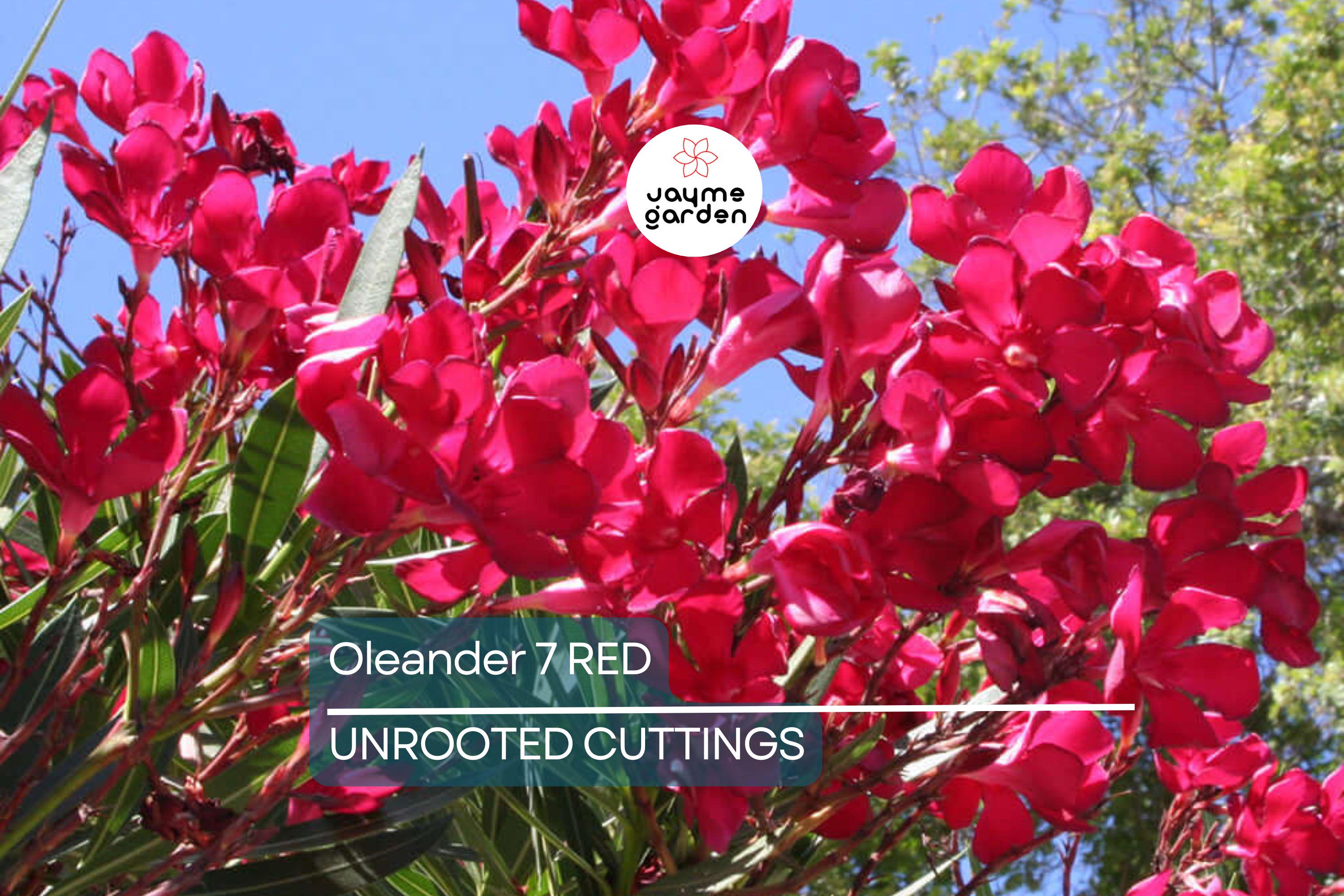 Oleander Red Live Cuttings, 7 Unrooted 6” Plants, Fast-Growing Evergreen Shrub, Vibrant Red Flowers, USDA Zones 8-10